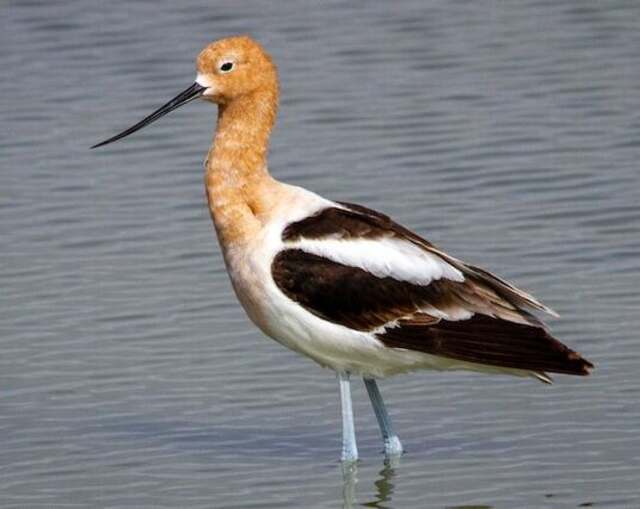 An American avocet wades in the shallow water.

