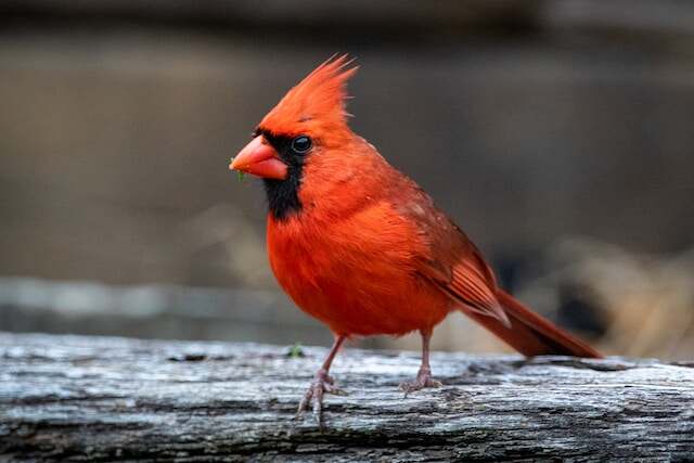 A Northern Cardinal perched on a piece of wood.