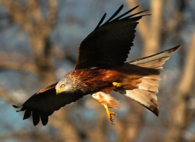 A Kite bird of prey with its talons spread open.