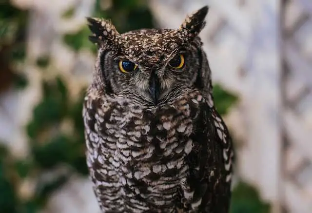 An owl with ear tufts.