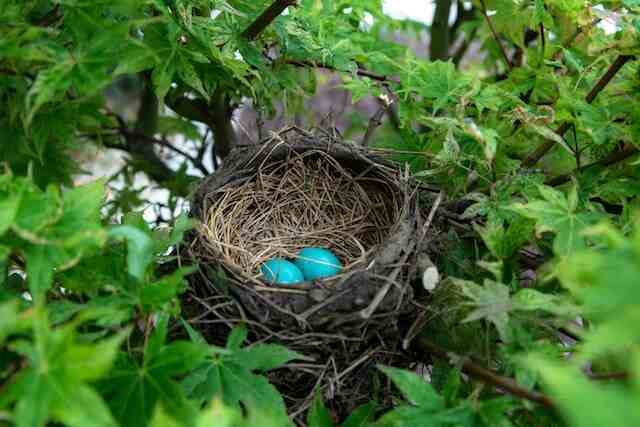 A couple of blue eggs in a nest.