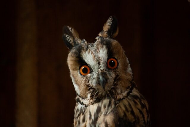 A long-eared owl staring at you.