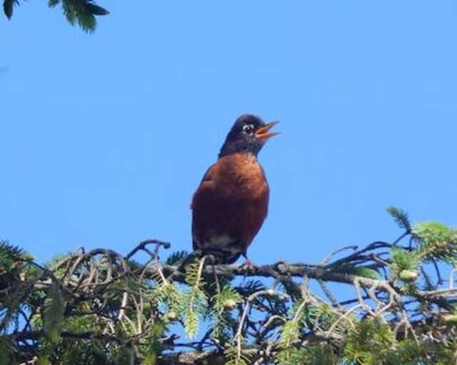 American Robin perched on a tree, singing and chirping.