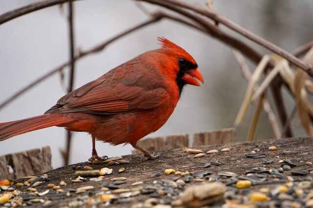 A male cardinal feeding on seeds on a tree stump.