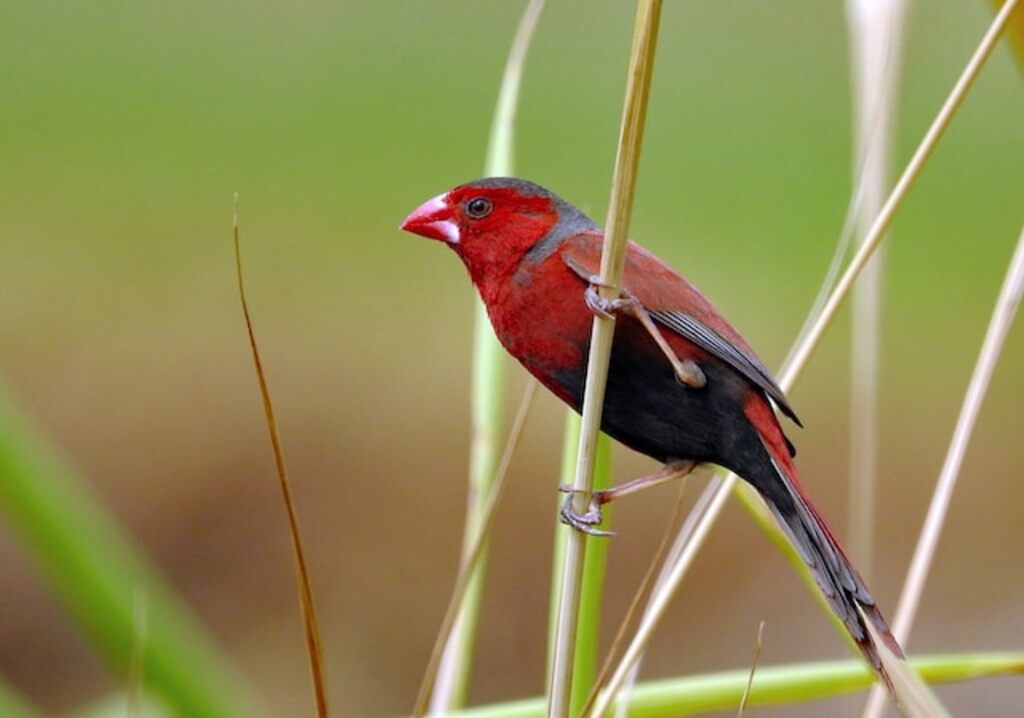 male crimson finch with long tail
