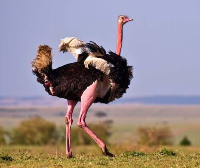 Male Ostrich display: "shaking a tail feather" to attract female attention.

