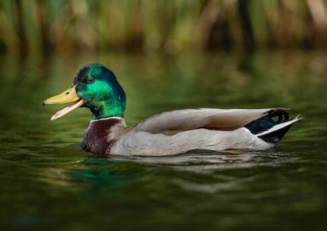 A mallard duck floating on the water.