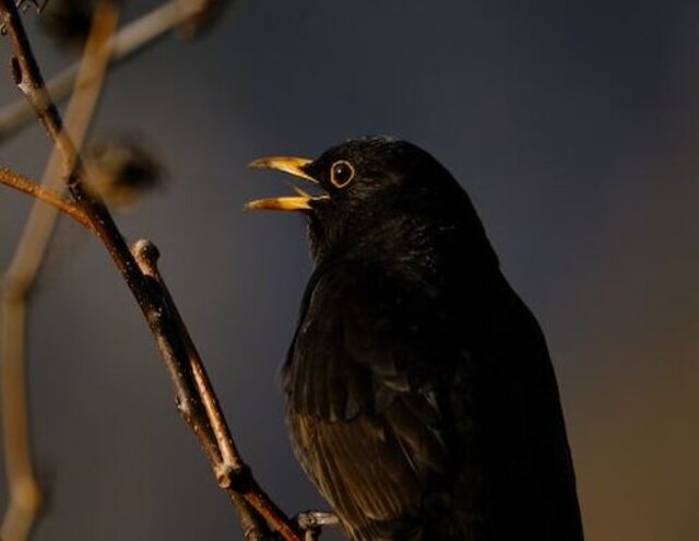 Blackbird perched in branches, tweeting or screaming with visible tongue on blurred sky background

