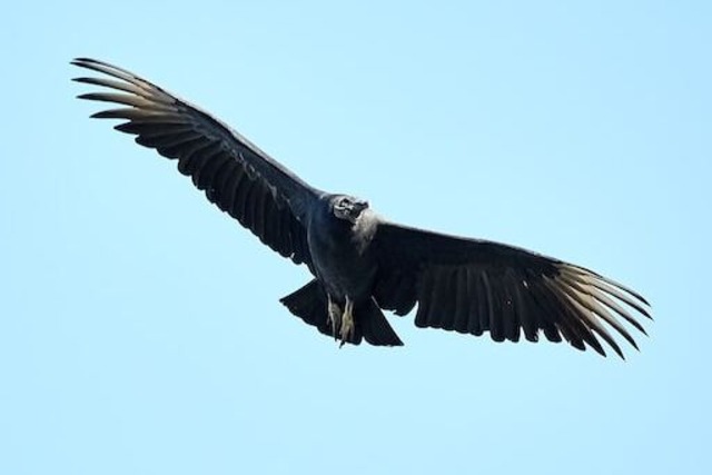 black vulture flying