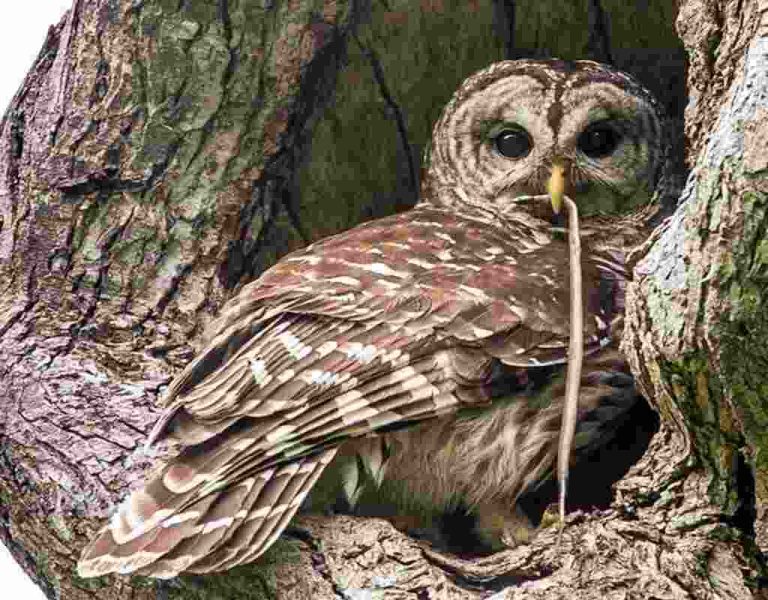 Do Owls Eat Snakes? The Surprising Truth Revealed!