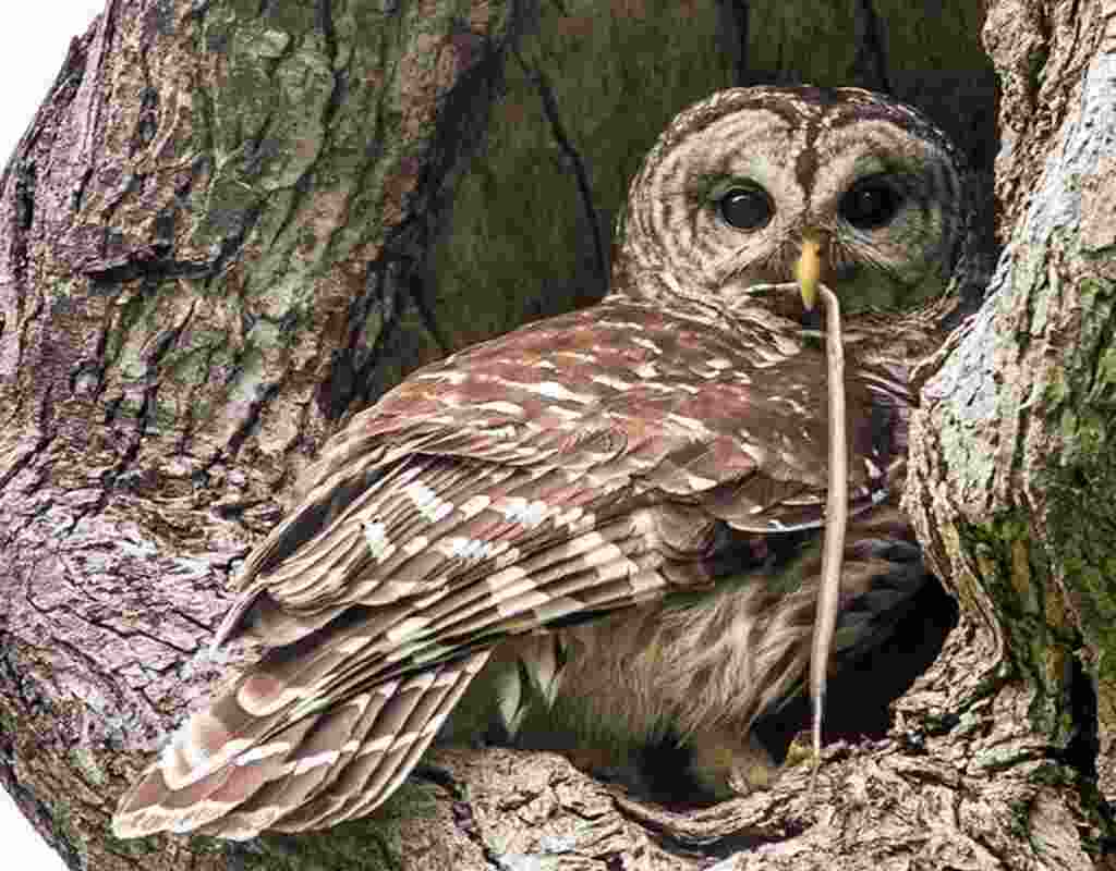 A barred owl with a snake in its mouth