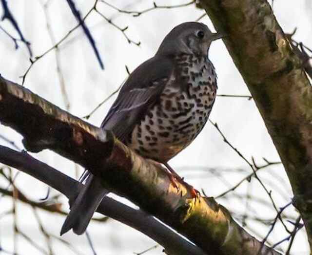 A mistle thrush perched in a tree.