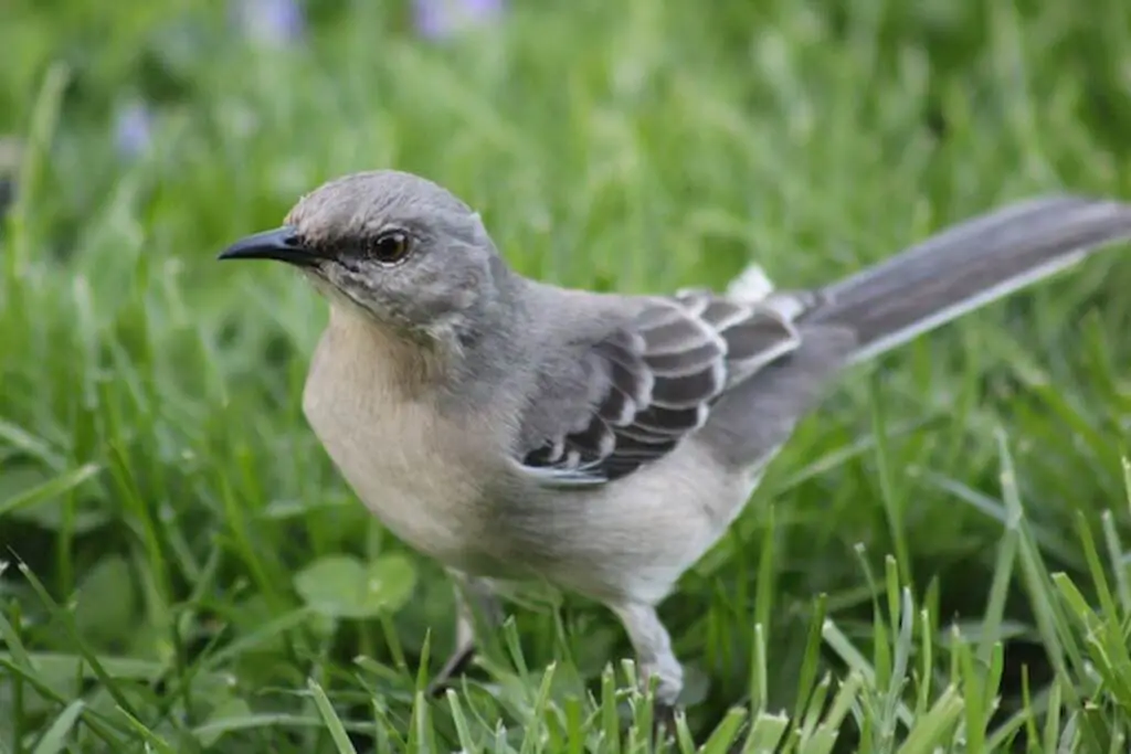 A Northern Mockingbird foraging on grass.
