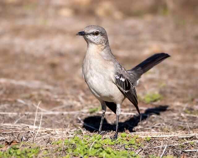 A Northern Mockingbird foraging on the ground.