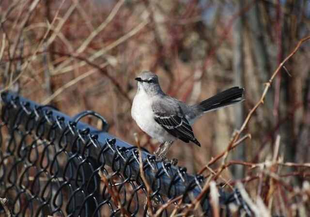 A Northern Mockingbird perched on a wire fence.
