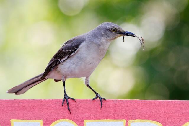 A Northern Mockingbird collecting nesting material.