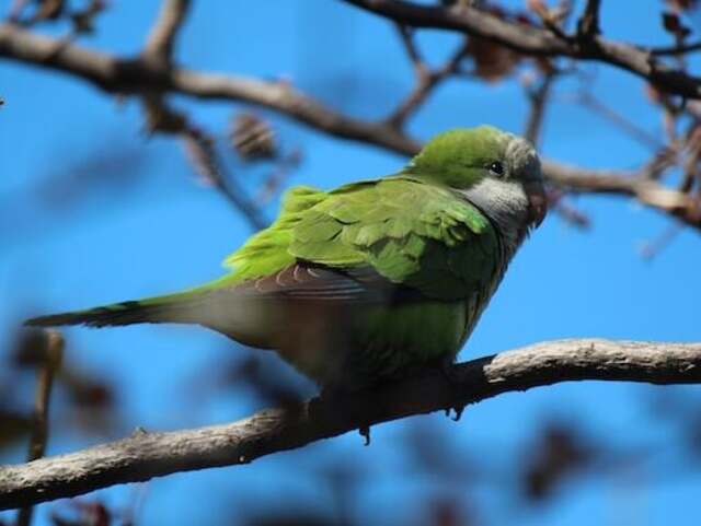 A monk parakeet perched in a tree.