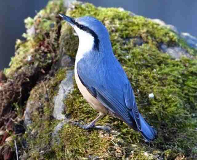 A Eurasian Nuthatch standing on a large rock.
