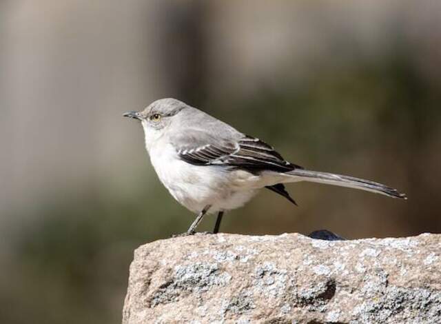 A Northern Mockingbird perched on a large rock.
