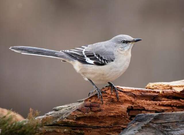 A northern mockingbird perched on adecaying tree.