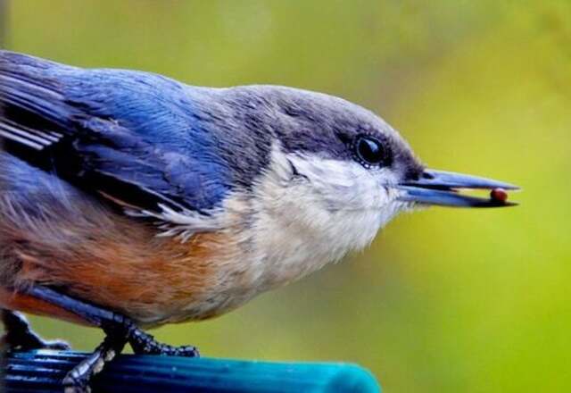 A Nuthatch with a seed in its beak.