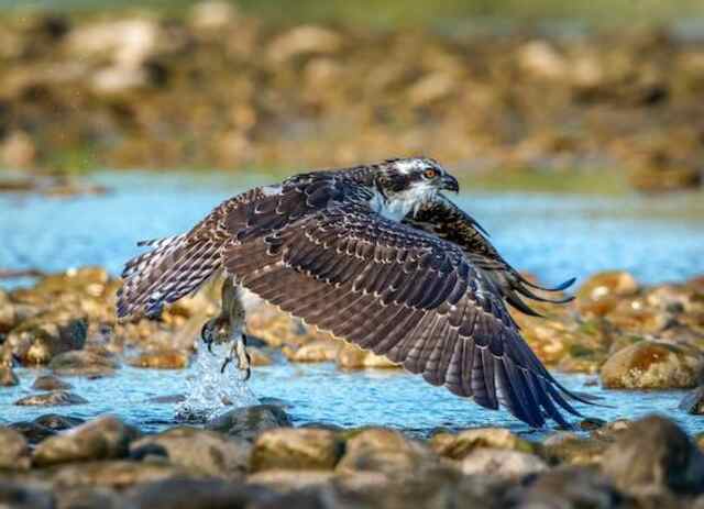 An Osprey diving for a fish.
