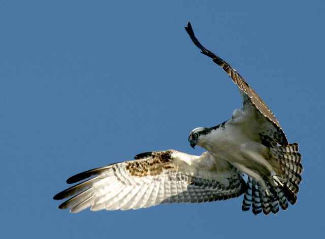 An Osprey in flight.