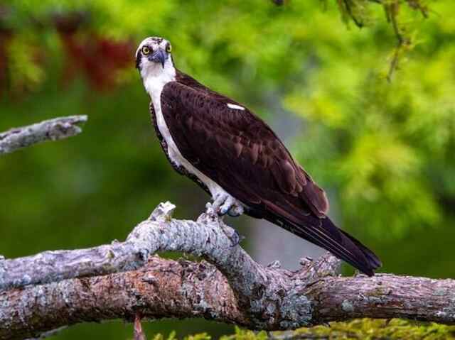An Osprey perched on a tree branch.