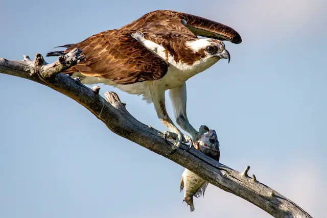 An Osprey perched on a dead tree limb with a fish in its talons.