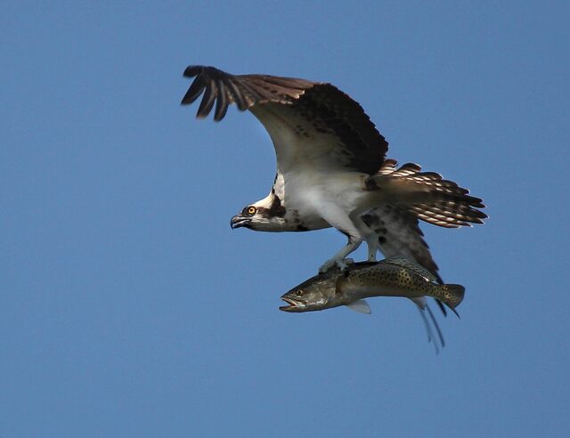 An Osprey flying with a sea trout in its talons.