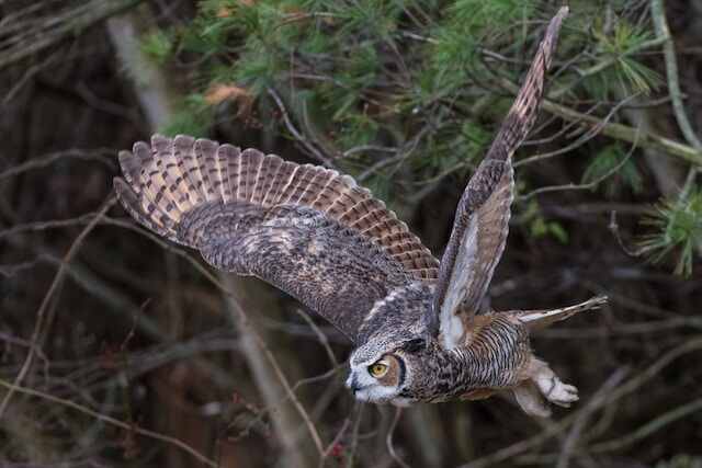 An owl flying.