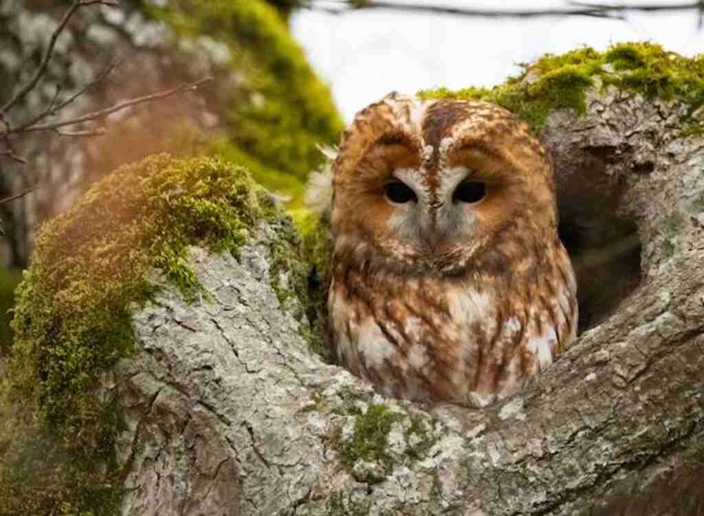A small owl tucked in a tree cavity.