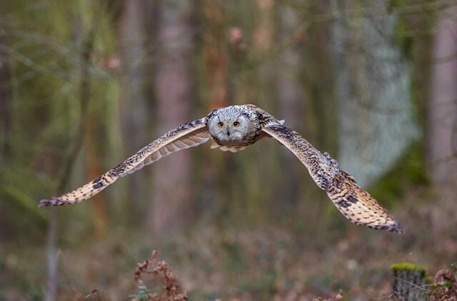 A western Siberian eagle owl flying fast.