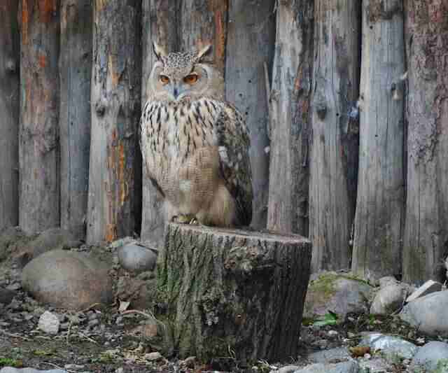 An owl perched on a tree stump.