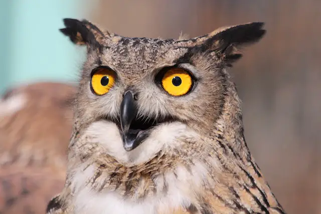 An Owl making screeching noises.