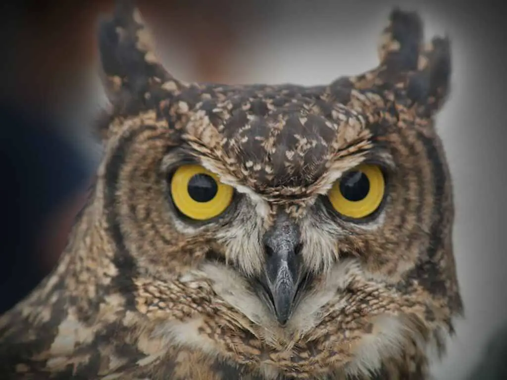 An owl with long ear tufts.
