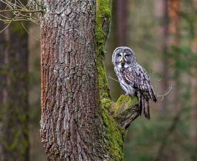 Owl in a tree.