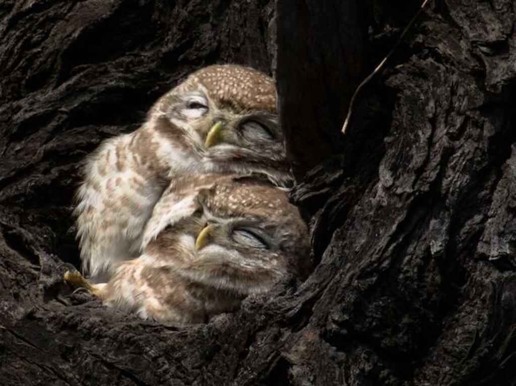 Two Owls in a tree side by side sleeping.