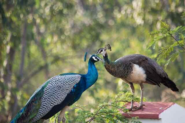 A Peacock and peahen (female).