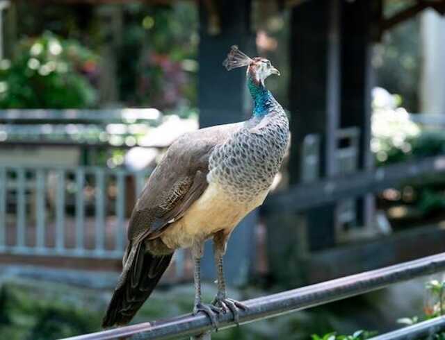 A peacock perched on a railing near a yard.