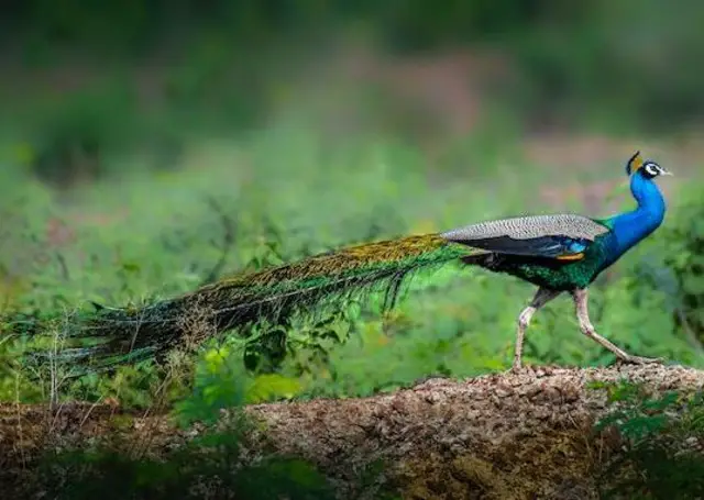 A Blue peacock with a long train.
