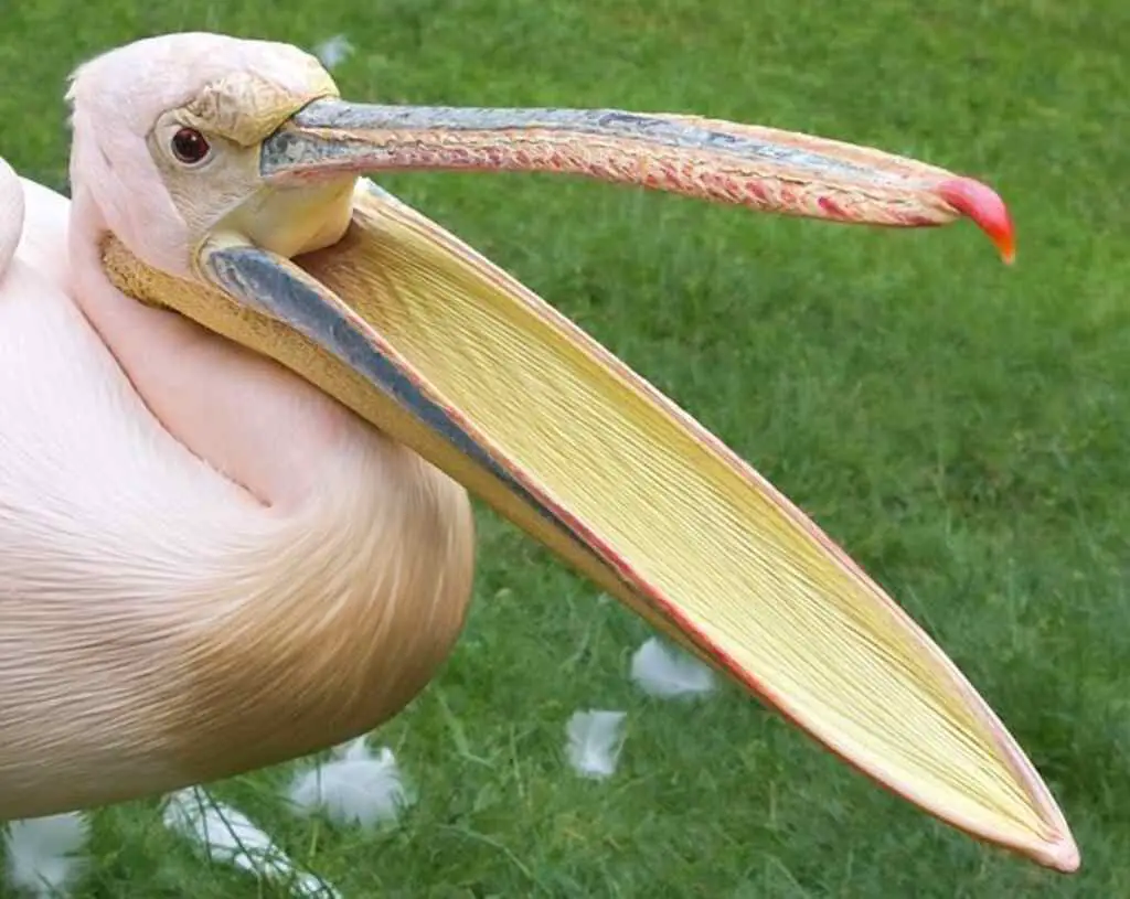 A pelican with a long flat beak, with its mouth wide open.