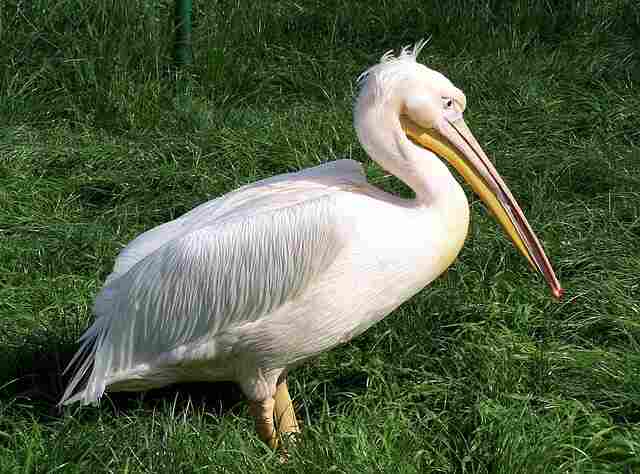 A pelican walking around on grass.