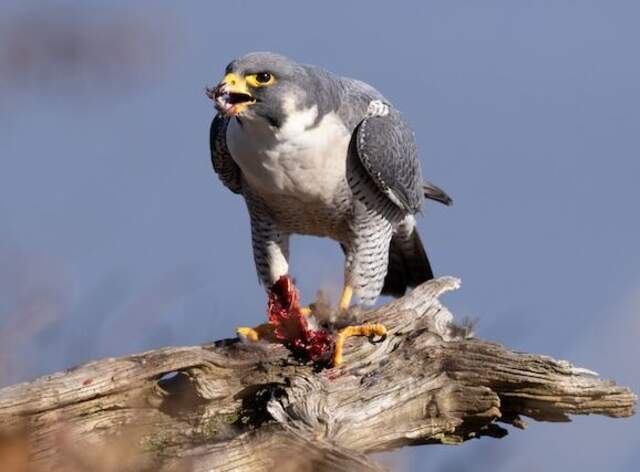 A Peregrine Falcon eating a bird.