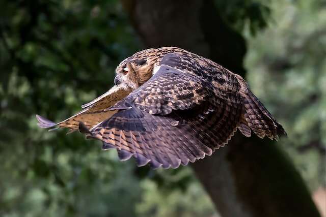 An owl flying through the forest.