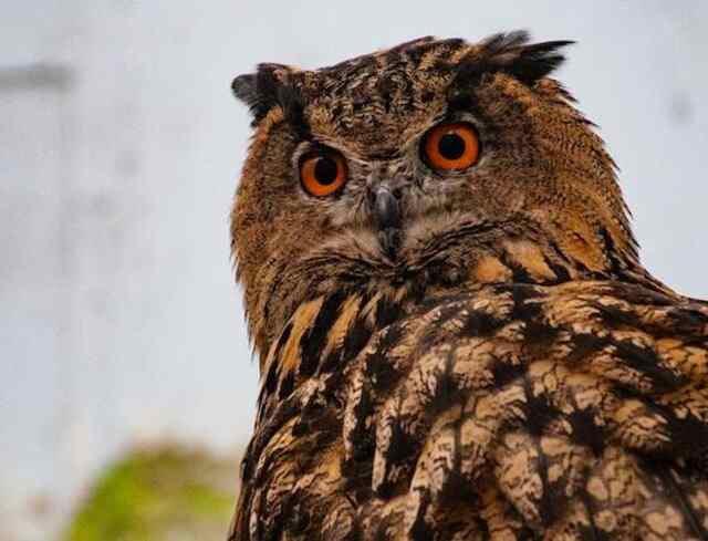 An owl close up shot.