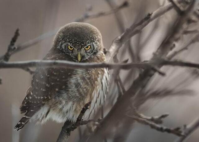 A Eurasian Eagle Owl perched in a tree.