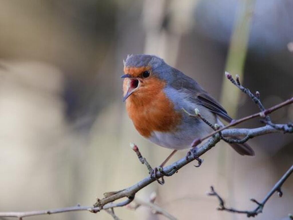 A European Robin perched on a tree singing loud in the morning.