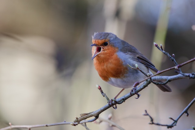 A European Robin perched on a tree singing loud in the morning.