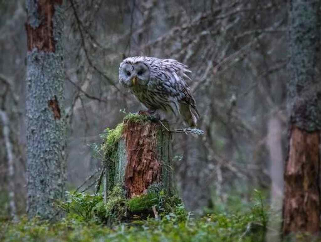An owl on a tree stump, ready to launch itself into the air.
